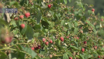 Maline