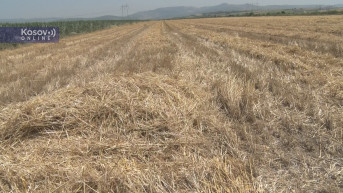 Žetva