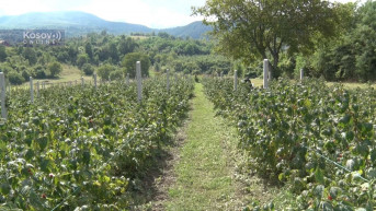 Maline