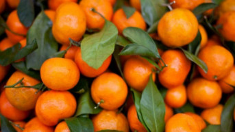 mandarine - ilustracija