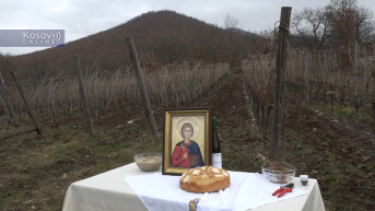 Orezivanje čokota u Majdevu