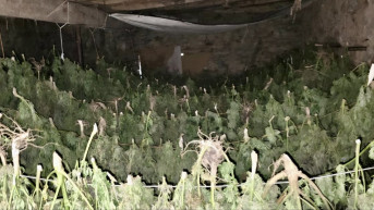 Marihuana