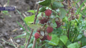 maline
