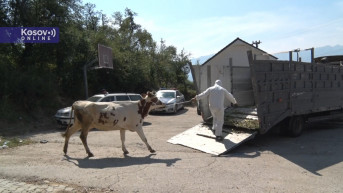 krava