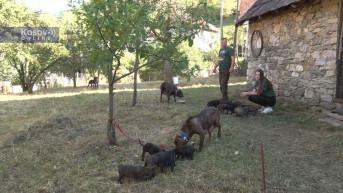 Sevce odgajivačnica