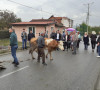 Suvi Do - dodela krava.jpg