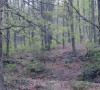 šuma