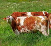 Krave