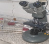 Koronavirus