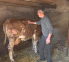 Kuzmin, krađa stoke 
