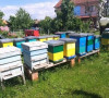 Pčele
