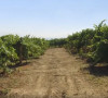 vinogradi