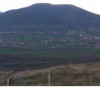 Crnuša