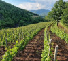 Vinogradi, vinarija Lakićević