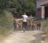 Zebnice, dan nakon napada na Nikolu Perića