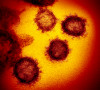 koronavirus