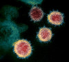 koronavirus