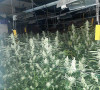 Laboratorija marihuane