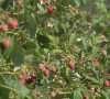Maline