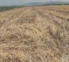 Žetva