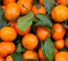 mandarine - ilustracija
