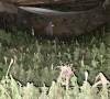 Marihuana