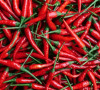 Čili paprika