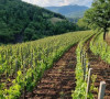 vinogradi