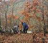 Seča Badnjaka