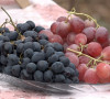 Sveti Trifun u vinogradima "Doline Ibra" u Leposaviću