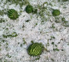 Posledice nevremena 21 07 2026