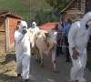 Oduzimanje krava