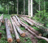 Krađa šume