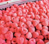 maline