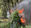 Uništavanje plantaže Kanabisa