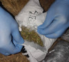 Zaplenjena marihuana