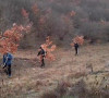 Seča badnjaka