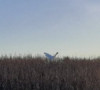 Avion