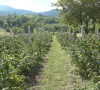 Maline
