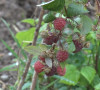 maline