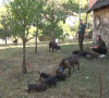 Sevce odgajivačnica