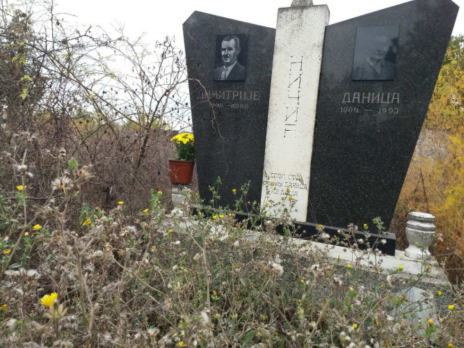 žute hrizanteme žute hrizanteme pristigle iz Niša