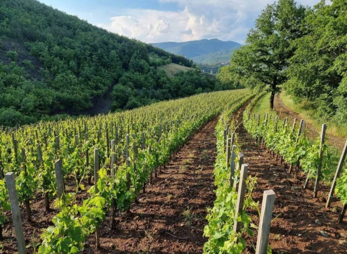 Vinogradi, vinarija Lakićević