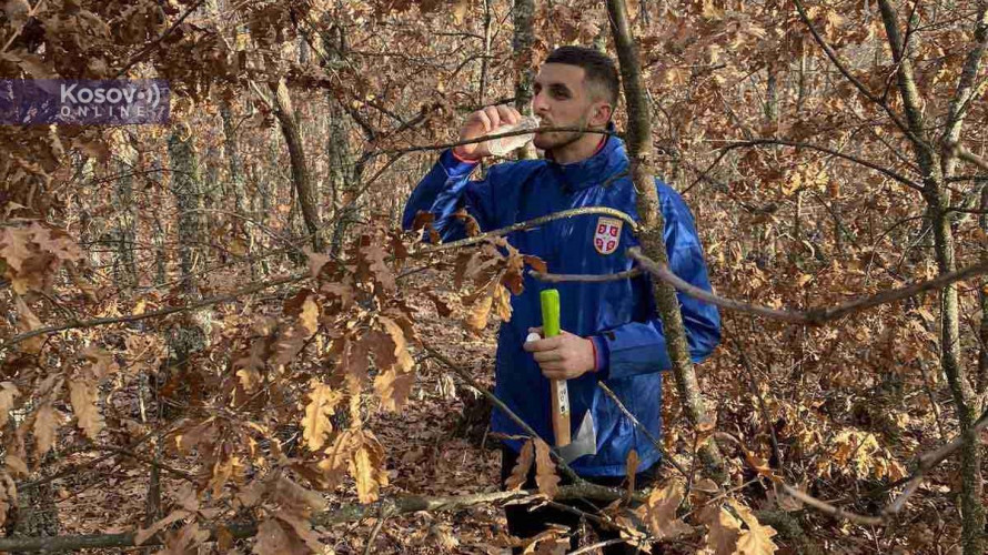 Seča badnjaka