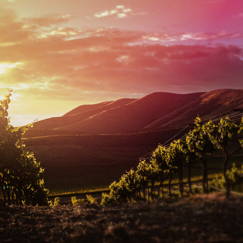 Wine vision OB Wine vision OB