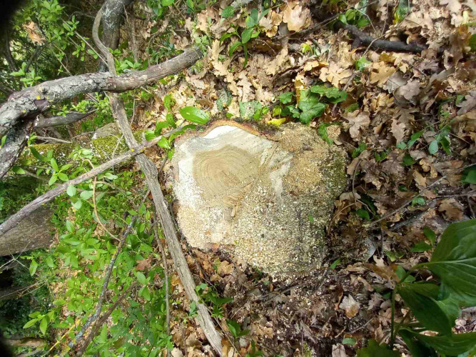 Posečeni hrastovi zapisi u Velikoj Hoči