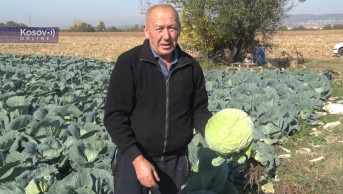 Mogila, porodica Nojkić, proizvodnja kupus