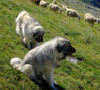 Šar planina - Šarplaninci
