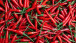 Čili paprika